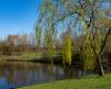 Weeping Willow